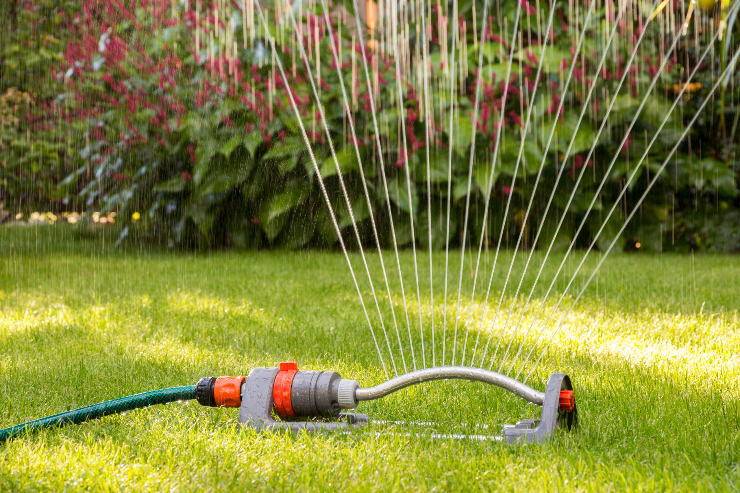 Florida sprinkler watering lawn after fertilizing