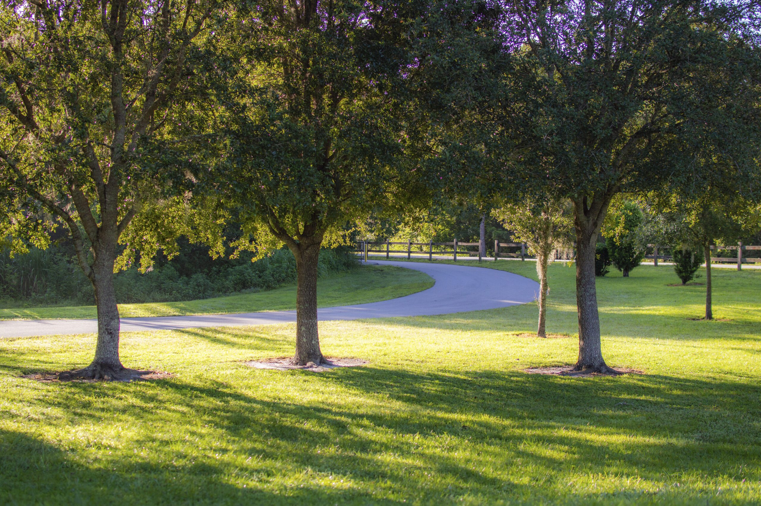 Healthy trees and shrubs in a South Florida landscape