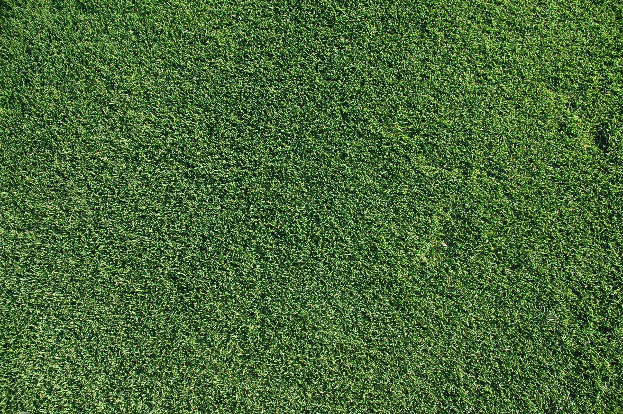 Healthy South Florida lawn